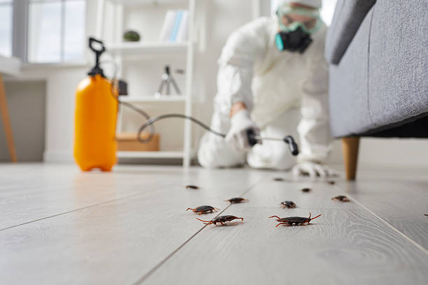 Affordable Termite Control solutions in Firthcliffe, NY